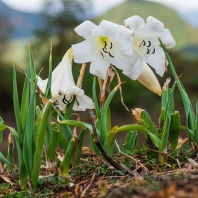 Crinum abyssinicum