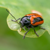 Cryptocephalus bipunctatus