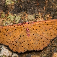 Cyclophora warreni