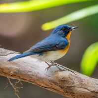 Cyornis whitei
