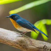 Cyornis whitei