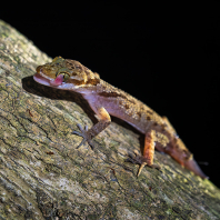 Cyrtodactylus cattienensis