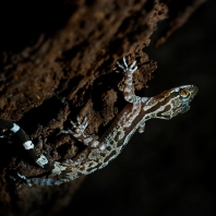 Cyrtodactylus pubisulcus
