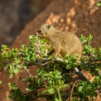 daman skalní - Procavia capensis