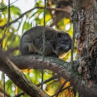 daman stromový - Dendrohyrax arboreus