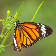 Danaus genutia