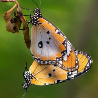 danaus východní - Danaus chrysippus