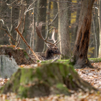 daněk evropský - Dama dama