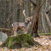 daněk evropský - Dama dama