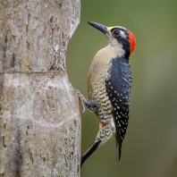 datel černolící - Melanerpes pucherani