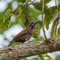 datel žlutokorunkatý - Chloropicus...