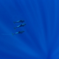 delfín skákavý - Tursiops truncatus