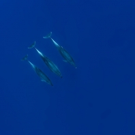 delfín skákavý - Tursiops truncatus