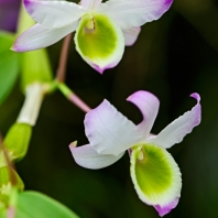 Dendrobium findlayanum