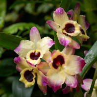 dendrobium vznešené - Dendrobium nobile
