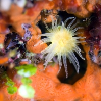 dendrofyla krajková - Astroides calycularis