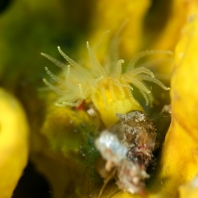 dendrofyla krajková - Astroides calycularis