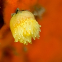 Dendrofyla sp.