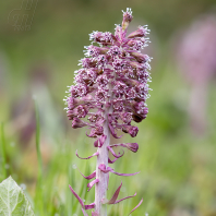 devětsil lékařský - Petasites hybridus