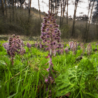 devětsil lékařský - Petasites hybridus