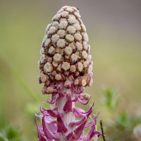 devětsil lékařský - Petasites hybridus