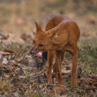 dhoul - Cuon alpinus