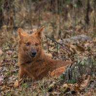 dhoul - Cuon alpinus