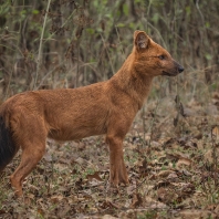 dhoul - Cuon alpinus