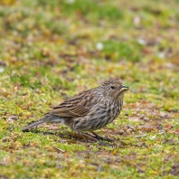 dijuka jednobarvá - Geospizopsis unicolor
