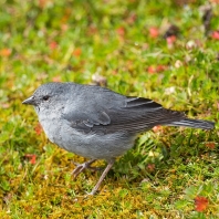 dijuka popelavá - Geospizopsis plebejus