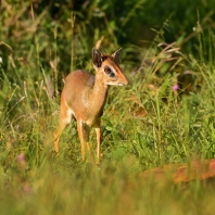 dikdik Kirkův - Madoqua kirkii