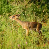 dikdik Kirkův - Madoqua kirkii