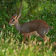 dikdik Kirkův - Madoqua kirkii