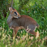 dikdik Kirkův - Madoqua kirkii