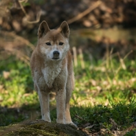 dingo pralesní - Canis lupus hallstromi