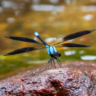 Diphlebia euphoeoides
