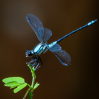 Diphlebia euphoeoides