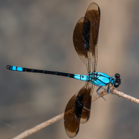 Diphlebia euphoeoides