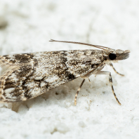 Dipleurina lacustrata