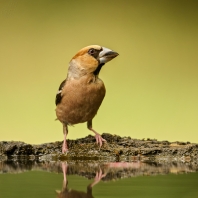 dlask tlustozobý - Coccothraustes coccothraustes