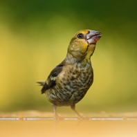 dlask tlustozobý - Coccothraustes...