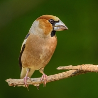 dlask tlustozobý - Coccothraustes...