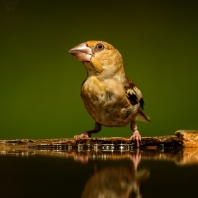 dlask tlustozobý - Coccothraustes...