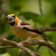 dlask tlustozobý - Coccothraustes...