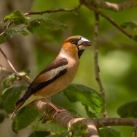 dlask tlustozobý - Coccothraustes...