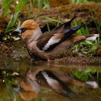 dlask tlustozobý - Coccothraustes...