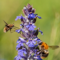 dlouhososkovití - Bombyliidae