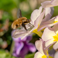dlouhososka velká - Bombylius major