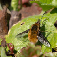 dlouhososka velká - Bombylius major
