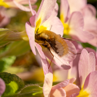 dlouhososka velká - Bombylius major